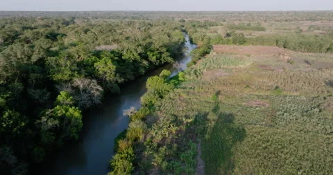 Aerial close-up fly over view. Shocking deforestation of a tropical forest  Stock Footage 290403073