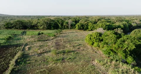 Aerial close-up fly over view. Shocking deforestation of a tropical forest  Stock Footage 290406598