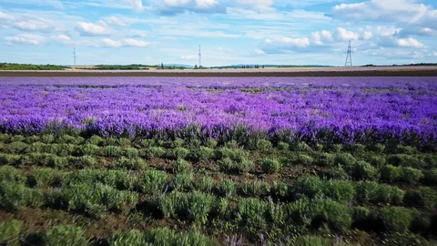 AERIAL CLOSE UP: Flying above rows of endless lavender field Stock Footage 129674692