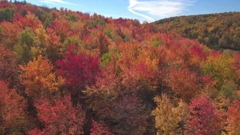 AERIAL CLOSE UP: Flying over fall foliage treetops in colorful autumn forest Stock Footage