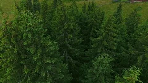 Aerial close up green forest pine trees and wood house Stock Footage 79111546