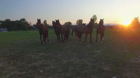 AERIAL, CLOSE UP: Herd of young mares playing on pasture field on horse ranch Stock Footage 66980907