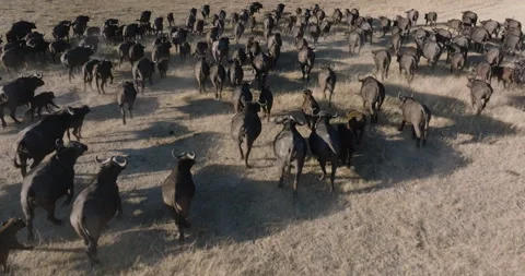 Aerial close-up. Large herd of Cape Buffalo running in the African bush Stock Footage 248046728