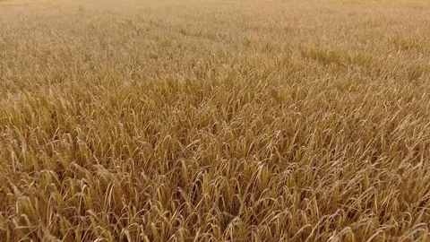Aerial close up low flight over field Stock-Footage 94564423