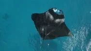 Aerial, Close Up: Manta Ray Swimming Just Below The Surface Of Blue Ocean Stock Footage