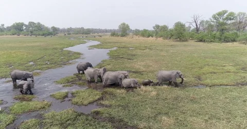 Aerial close-up panning view of a breeding herd of elephants drinking and Stock Footage 85250839