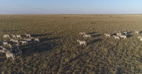 Aerial close-up panning view of an extremely large group of zebra migrating Stock Footage 85247014