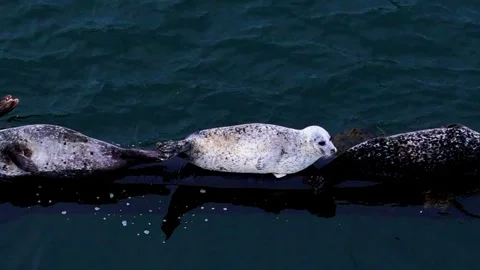 Aerial Close-up Panning View of Seals Resting on a Structure in the Sea Vídeos de archivo 333959228