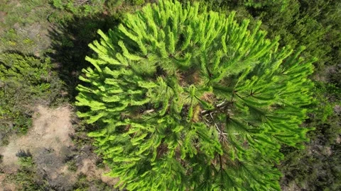 Aerial close up pine tree Stock Footage 205731124