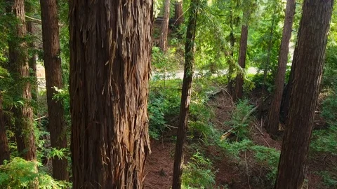 Aerial: Close Up Rising Shot of Redwood Tree Stock Footage