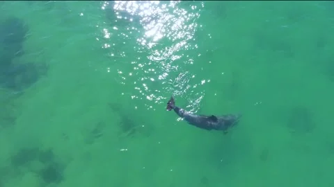 Aerial Close-Up of Single Dolphin Stock Footage 139372297
