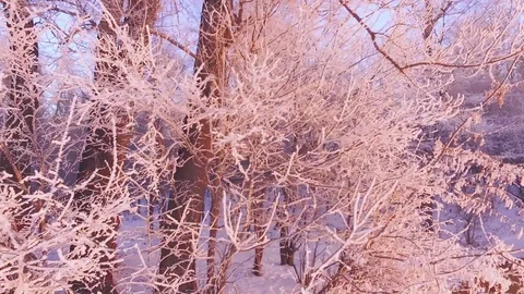 AERIAL: A close-up of the snow-covered branches of a tree, covered with hoar Stock Footage 83830294