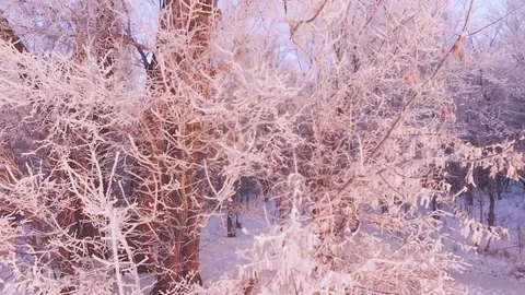 AERIAL: A close-up of the snow-covered branches of a tree, covered with frost Video stock 83831553