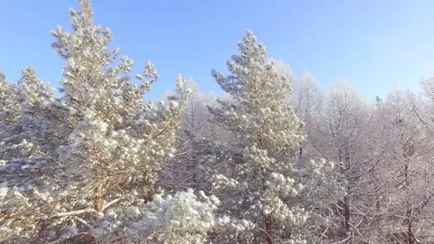 AERIAL: A close-up of a snow-covered pine and larch from the air. Stock Footage 84702836