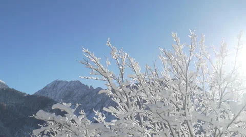 AERIAL, CLOSE UP: Tree top covered with white snowy blanket on sunny winter day Vídeos de archivo 68573466