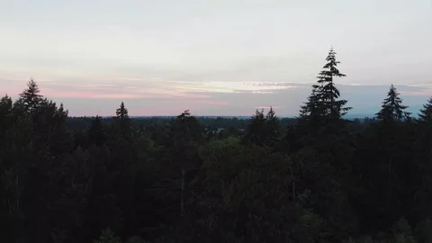 AERIAL - Close up of tree, top down reveal 4K Stock Footage 115215711