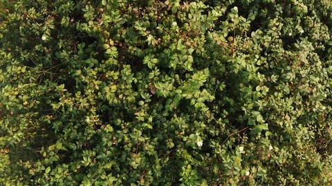 AERIAL - Close up of tree, top down reveal 4K Stock Footage