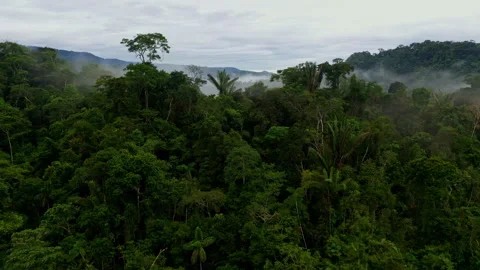 Aerial close up of a tropical forest tree canopy with many species visible Stockbeeldmateriaal 336861771