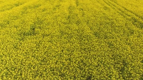 Aerial close up view of blooming rape fields Video stock 75629437