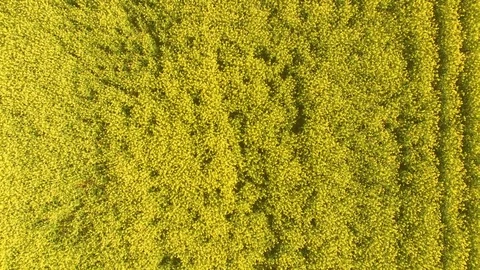 Aerial close up view of blooming rape fields Stock Footage 75634413