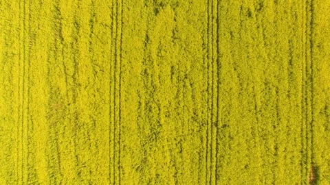 Aerial close up view of blooming rape fields Stock Footage 75637592