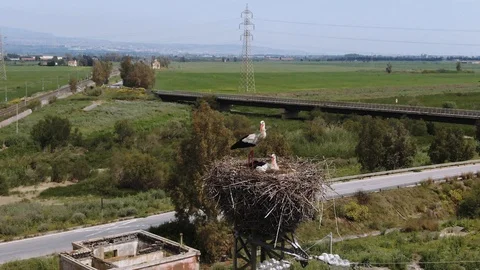 Aerial close up view of a couple of storks in their nest Stock Footage 109259370