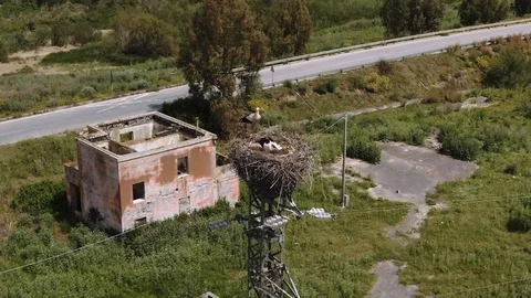 Aerial close up view of a couple of storks in their nest Stock Footage 110800927