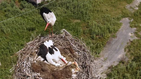 Aerial close up view of a couple of storks in their nest with eggs Stock Footage 112005423