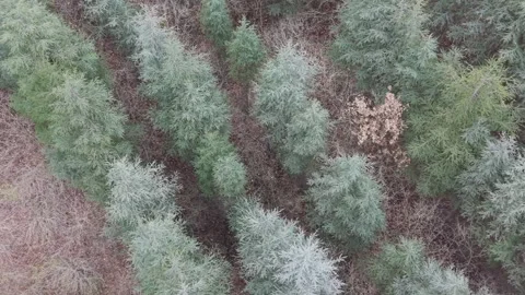 Aerial close-up view of dense evergreen branches in natural landscape Stock Footage 323321026