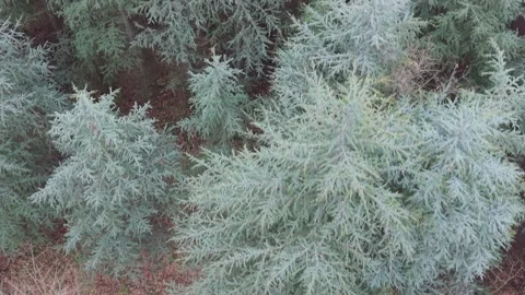 Aerial close-up view of dense evergreen branches in natural landscape Stock Footage 323321027