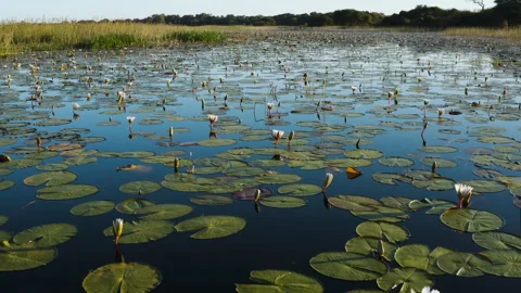 Aerial close-up view of a large patch of beautiful water lilies  Stock Footage 155707217