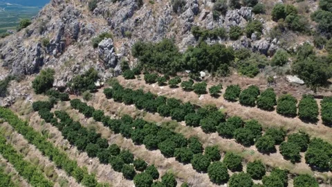Aerial close view of orange grove beside steep rocky mountain landscape Stock Footage 343943778