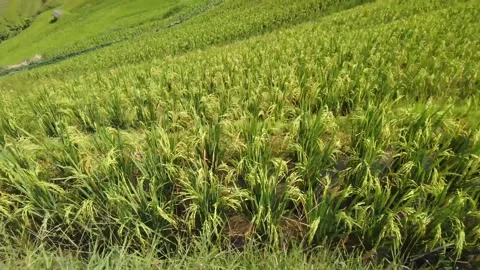 Aerial close up view of paddy field is flooded location of arable land 4k Stock Footage 154653663
