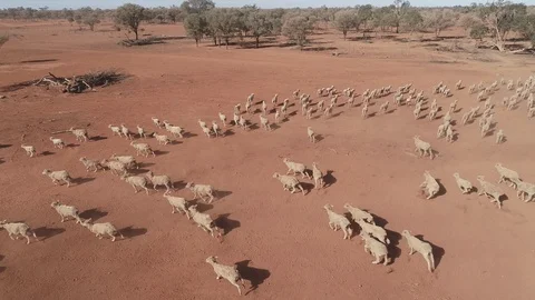Aerial close up view of sheep herd Video stock 92514355