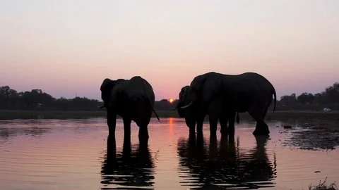 Aerial close-up view of three elephants drinking in a river at sunset Stock Footage 118455190
