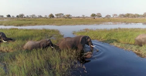 Aerial close-up view of two elephants feeding and crossing a river in the Video stock 85286498