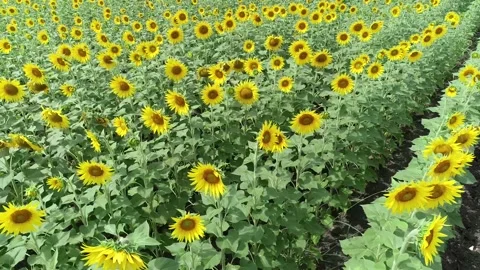 Aerial close up view of typical yellow flowering sunflowers 4k Stock Footage 151201657