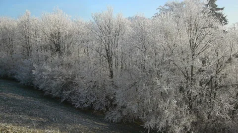 Aerial close view: Winter Trees Vidéo 44983771