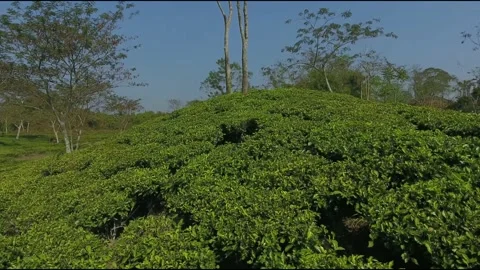 Aerial Closer Move On The Tea Trees | Tea Plantation Close Aerial Stock Footage 152216549