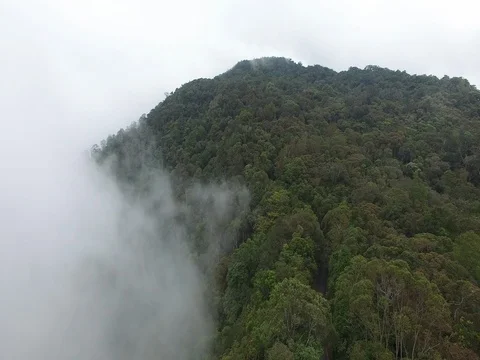 Aerial cloud forest, fly-over, South East Asia Stock Footage 81372521
