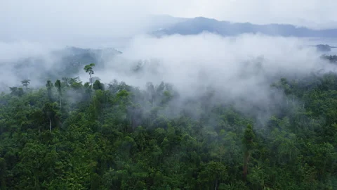 Aerial Clouds among the trees after a tropical downpour in the mountains Stock Footage 273073626