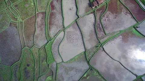 Aerial of clouds reflecting in the beautiful paddy fields Stock Footage 81450883