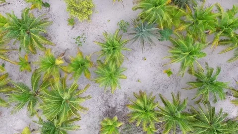 Aerial Coconut Tree Stock Footage 129977835