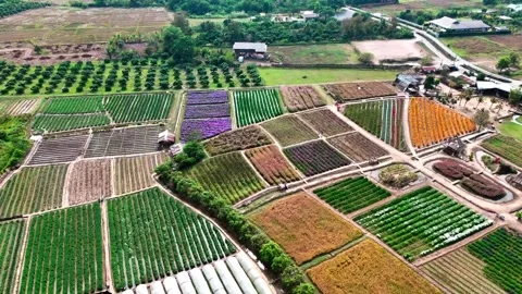 Aerial colorful flower fields Chiang Mai Thailand agricultural landscape Asia Vidéo 331477553