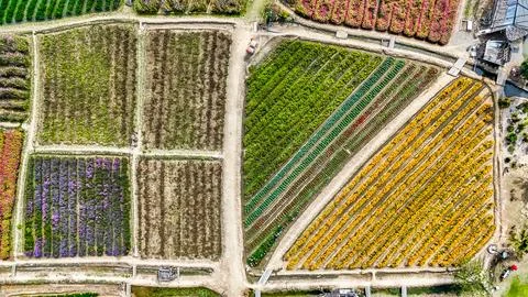 Aerial colorful flower fields Chiang Mai Thailand agricultural landscape Stock Photos
