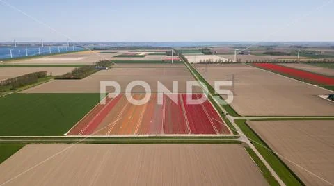 Aerial of colorful flower fields in Holland Stock Photos