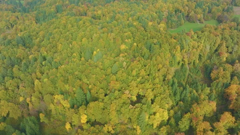 AERIAL: Colorful forest trees with small clearing and path among mixed woodland Stock Footage 343799291