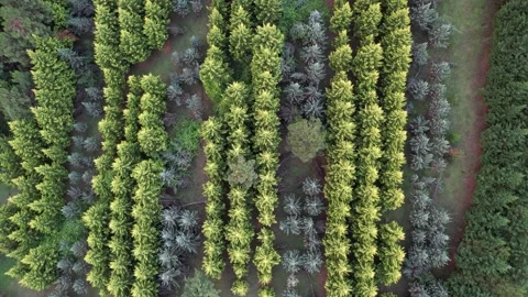 Aerial colorful pine forest Stock Footage 201629137