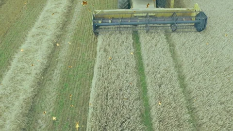 Aerial combine harvester cutting header slicing wheat field in 3D render, Stock Footage 308186583