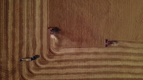 Aerial - Combine in Wheat Field Stock-Footage 79773166